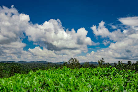 tea garden with green forests and amazing blue sky image is taken at south india. it is showing the beautiful landscape of south india.の写真素材