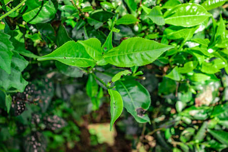 tea leaves isolated close up top angle shot image is taken at south india.の写真素材