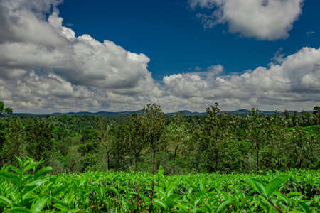 tea garden with green forests and amazing blue sky image is taken at south india. it is showing the beautiful landscape of south india.の写真素材