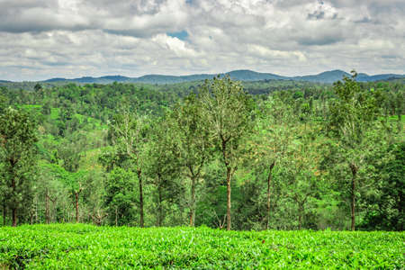 tea garden with green forests and amazing blue sky image is taken at south india. it is showing the beautiful landscape of south india.の写真素材