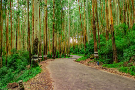 tarmac road isolated in the middle of dense green forest image is taken at south india. it is showing the beauty of south india.の写真素材