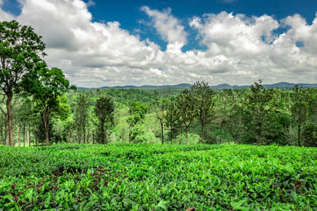 tea garden with green forests and amazing blue sky image is taken at south india. it is showing the beautiful landscape of south india.の写真素材