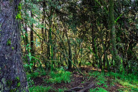 thick tropical forest with algae on tree trunk image is taken at western ghat south india. it is showing the beautiful nature at south india.の写真素材