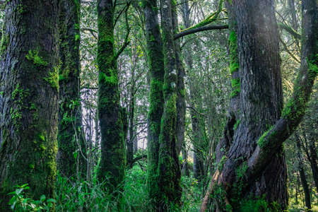 thick tropical forest with algae on tree trunk image is taken at western ghat south india. it is showing the beautiful nature at south india.の写真素材