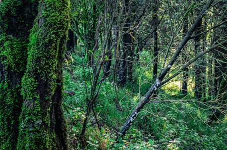 thick tropical forest with algae on tree trunk image is taken at western ghat south india. it is showing the beautiful nature at south india.の写真素材
