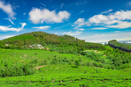 mountain with tea garden and amazing blue sky flat angle image is taken at south india. it is showing the beautiful landscape of south india.の写真素材