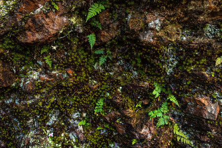 colorful moss on mountain rock close up shot at morning from flat angleの写真素材