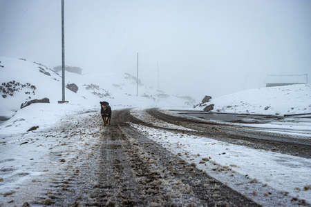 tarmac road covered with fresh snow fall at morning image is taken at madhuri lake tawang arunachal pradesh.の写真素材