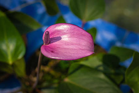 laceleaf isolated plant close up shot with blurred background in details from top angleの写真素材