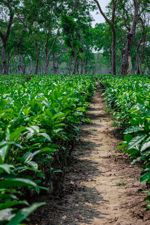 tea garden with walking trails leading line and many tree in the background from flat angleの写真素材