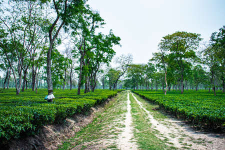 walking trails in the middle of tea garden at day from low angleの写真素材