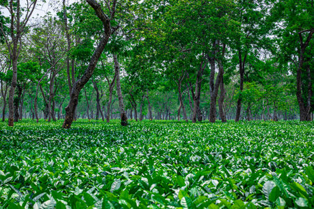 tea garden landscape with many trees at day from flat angle