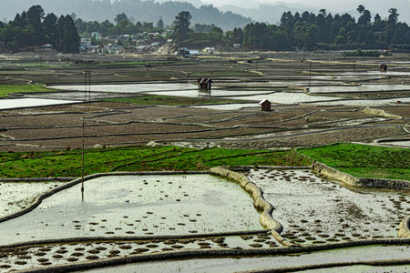countryside tarnish framing rice field with small resting huts at morning image is taken at ziro...