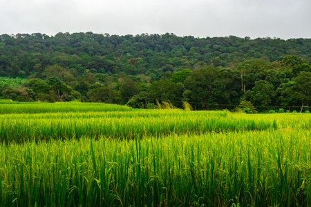 crop farming fields in countryside rural village areaの写真素材
