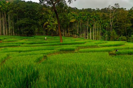 crop farming fields in countryside rural village areaの写真素材