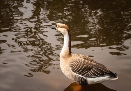 duck image is details with isolation