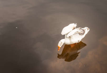 duck image is details with isolationの写真素材
