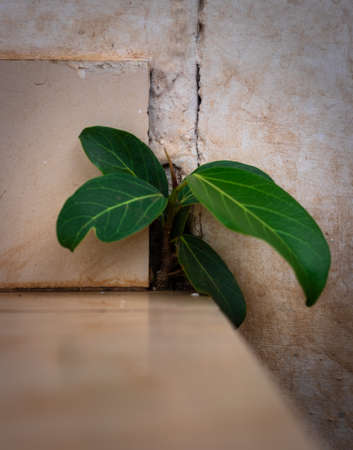 banyan tree growing in concrete wall holes nature act of growingの写真素材