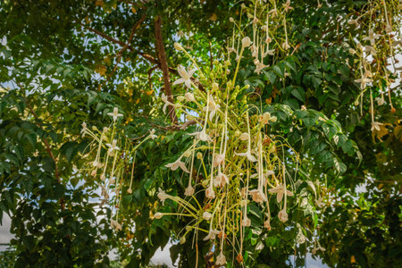 white flower bunch with green petalsの写真素材