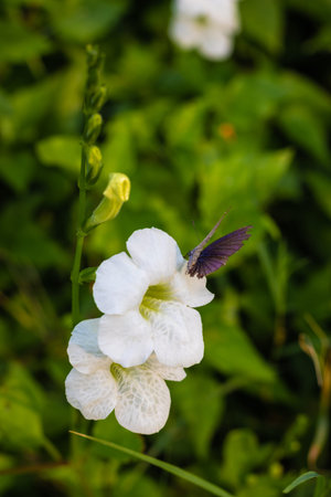 white flower with butterfly on it in unique shape showing the unique art