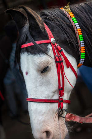 Horse Isolated Head with eye details image is showing the emotion and contrast of animal life.の写真素材