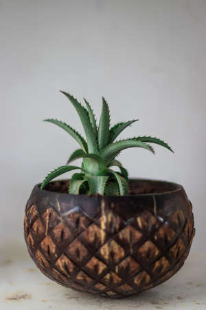 flower pots unique handicraft item made of coconut shells at street shopの写真素材