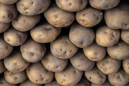 fresh organic potatoes from farm close up from different angleの写真素材