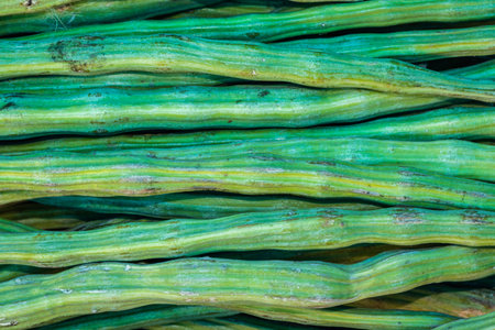 fresh organic drumstick vegetable from farm close up from different angleの写真素材