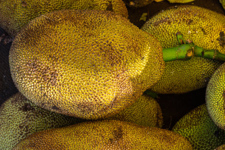 fresh organic unripe jack fruit from farm close up from different angleの写真素材