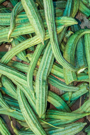 fresh organic ridged gourd from farm close up from different angleの写真素材
