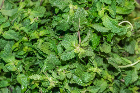 fresh organic mint leaves from farm close up from different angle