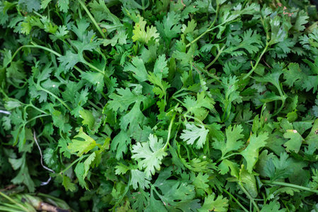 fresh organic coriander leaves from farm close up from different angleの写真素材
