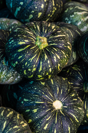 fresh organic green pumpkin from farm close up from different angleの写真素材