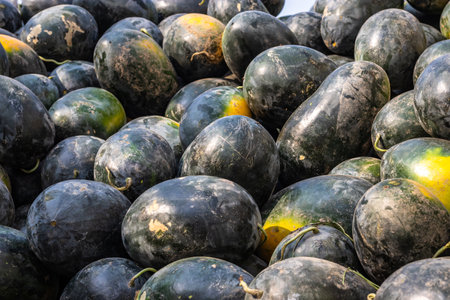 fresh organic watermelons from farm close up from different angleの写真素材