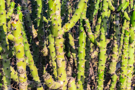 Euphorbia caducifolia tree from flat angle
