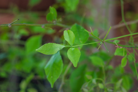 Aegle marmelos or Bael leaf from different angle at day