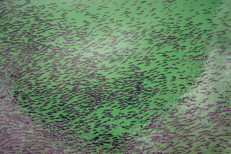 small fish many at water surface at pond at day from flat angleの写真素材