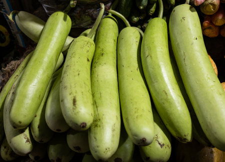 Raw Green Organic bottle gourd fresh vegetables at retail store for sale at eveningの写真素材