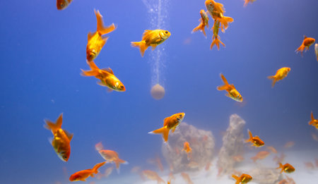 bunch of fish in clear blue water from different angleの写真素材