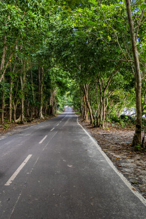 isolated tarmac road leading to lush green forests at morning from flat angleの写真素材