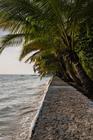 sea shore view with coconut tree at morning from flat angle image is taken at Kala Pathar Beach havelock Andaman and Nicobar Islands.の写真素材