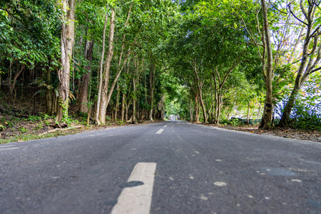 isolated tarmac road leading to lush green forests at morning from low angleの写真素材