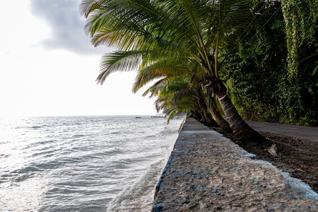 sea shore view with coconut tree at morning from flat angle image is taken at Kala Pathar Beach havelock Andaman and Nicobar Islands.の写真素材