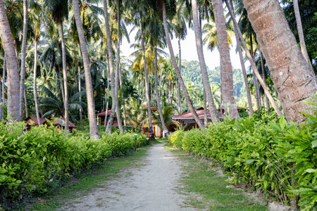 coconut farm land with leading walking trails at morning from flat angleの写真素材