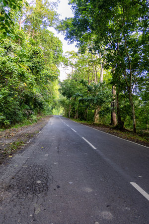 isolated tarmac road leading to lush green forests at morning from flat angleの写真素材