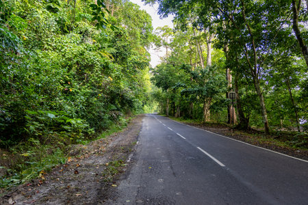 isolated tarmac road leading to lush green forests at morning from flat angleの写真素材