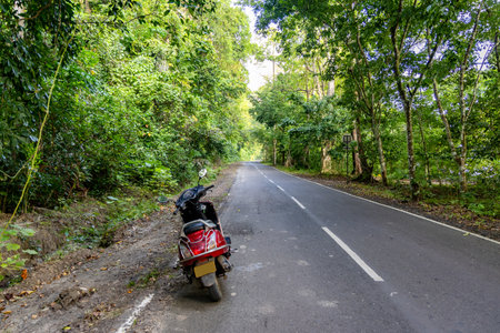 scooty two wheeler journey on empty forest road with lush green forests at morningの写真素材
