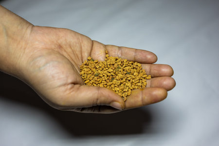 fresh raw fenugreek seeds in palm with white background studio shot