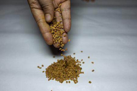 fresh raw fenugreek seeds in palm with white background studio shotの写真素材
