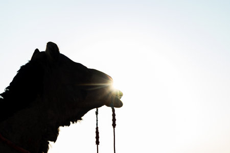 backlit view of isolated pet camel head close up view with sun flares at morningの写真素材